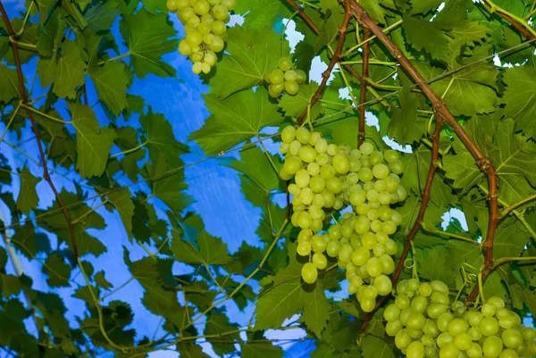 Cachos Uva Verde Vinha Prontos Para Serem Colhidos Fundo Azul — Fotografia de Stock