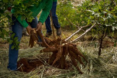 Manioc hasat eden, kökleri yerden söken, büyüyen, tarım yapan adamlar.