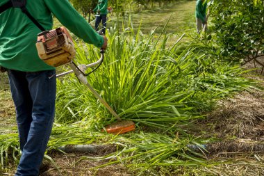 tarım ormanları sistemi, çim budamaya çalışan adamlar..