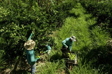 agroforestry system, men picking limes on a plantation clipart