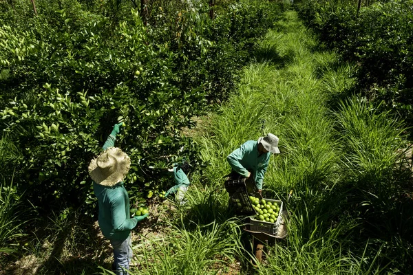 Agroforestry System Män Plockar Kalk Plantage — Stockfoto