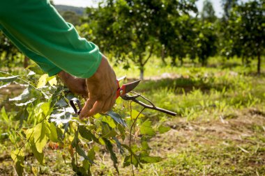 Tarımsal ormancılık sistemi, okaliptüs budayarak insan eli.