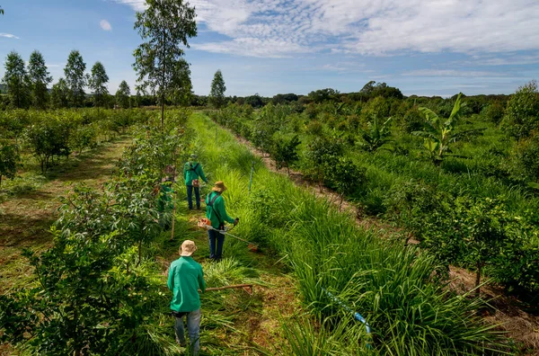 Jord Och Skogsbruk Män Som Arbetar Med Beskärning Gräs — Stockfoto