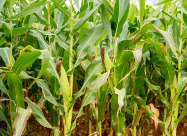 İki küçük kulaklı mısır tarlası