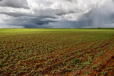 Başlangıçta gökyüzü ve arka planda çok bulutlu mısır tarlası