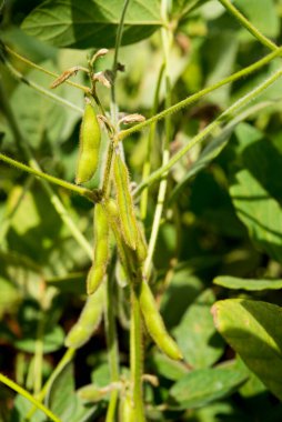 Yeşil fasulyeli soya tarlası.