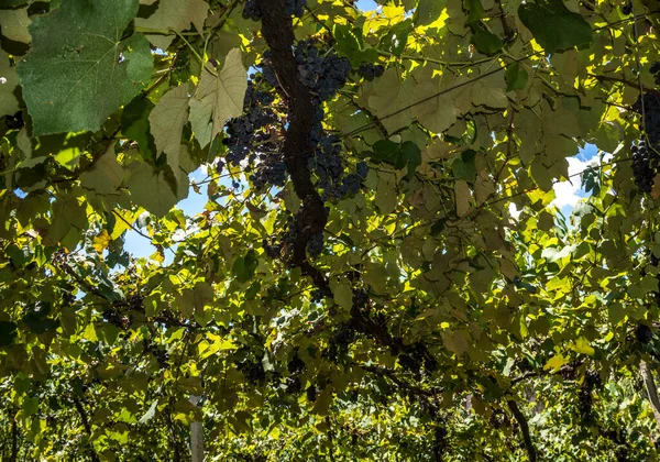 Виноградник Виноградними Гронами Вид Зсередини Камера Землі Вказує Блакитне Небо — стокове фото