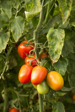 Bir demet organik olgun ve olgunlaşmamış domates.