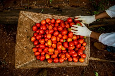 El arabasına domates koyan eller, üst manzara.