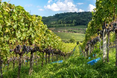 Üzüm bağlarının genel manzarası hasat için hazır.