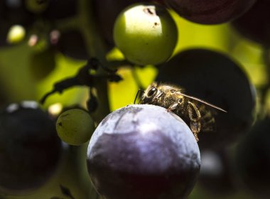Üzüm bağında üzüm arısı