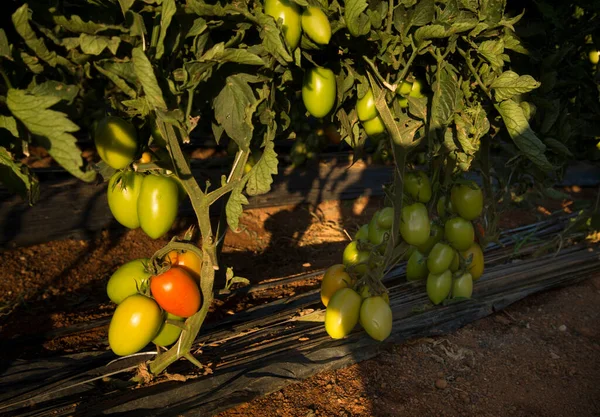 Bos Van Biologische Rijpe Onrijpe Tomaten Plantage — Stockfoto