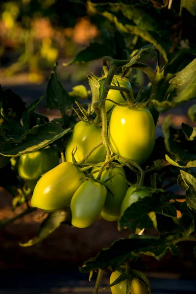 Bunch Unripe Tomatoes Plantation — Stock Photo, Image