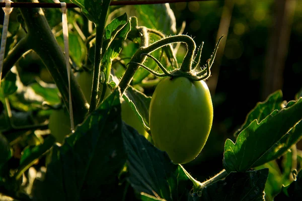 Tros Onrijpe Tomaten Plantage — Stockfoto