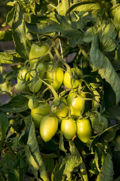 Manojo Tomates Inmaduros Plantación — Foto de Stock