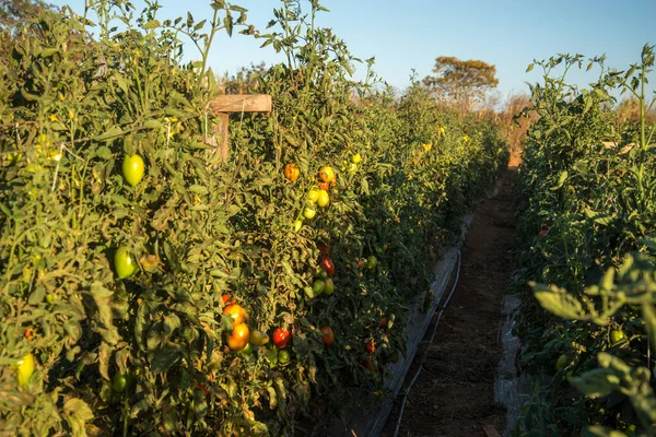 Plantación Tomate Con Racimos Tomates Maduros Inmaduros — Foto de Stock