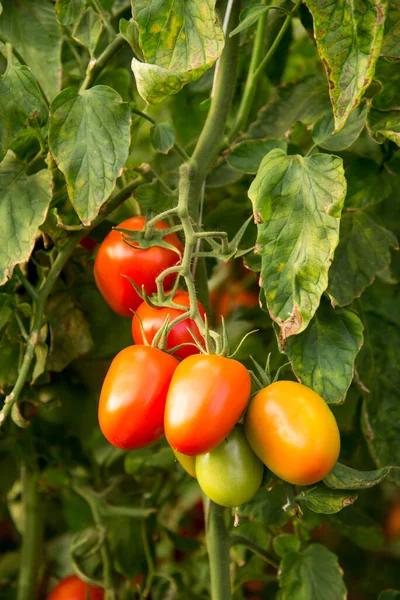 Racimo Tomates Maduros Inmaduros Orgánicos Plantación — Foto de Stock