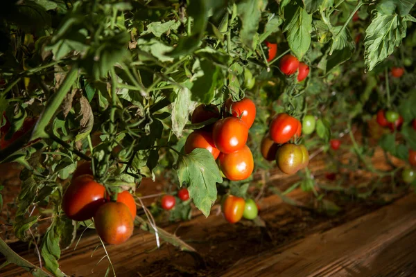 Manojo Tomates Maduros Orgánicos Plantación — Foto de Stock