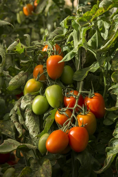 Bos Van Biologische Rijpe Onrijpe Tomaten Plantage — Stockfoto