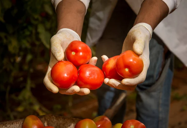 Manos Recogiendo Tomates Poniendo Carretilla — Foto de Stock
