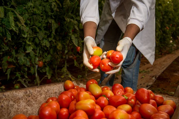 Manos Recogiendo Tomates Poniendo Carretilla — Foto de Stock