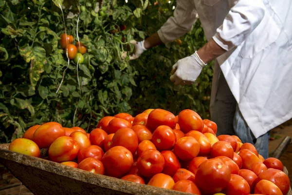 Man Plukt Biologische Rijpe Tomaten Zet Kruiwagen — Stockfoto