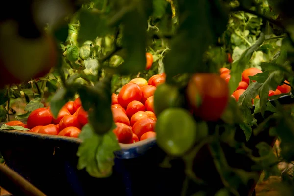 Biologische Rijpe Tomaten Kruiwagen — Stockfoto