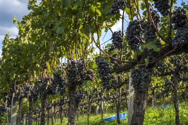 Vue Générale Vignoble Avec Raisins Prêts Pour Récolte — Photo