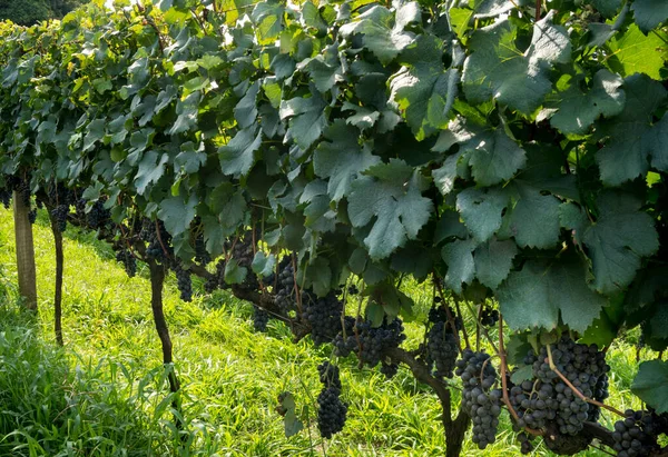 Algemeen Zicht Wijngaard Met Druiven Klaar Voor Oogst — Stockfoto