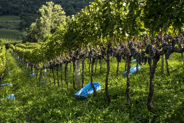 Ogólny Widok Winnicę Winogronami Gotowymi Zbioru — Zdjęcie stockowe