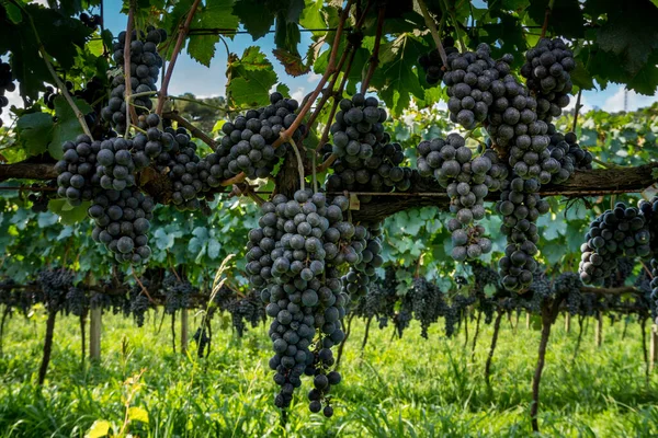 Ogólny Widok Winnicę Winogronami Gotowymi Zbioru — Zdjęcie stockowe