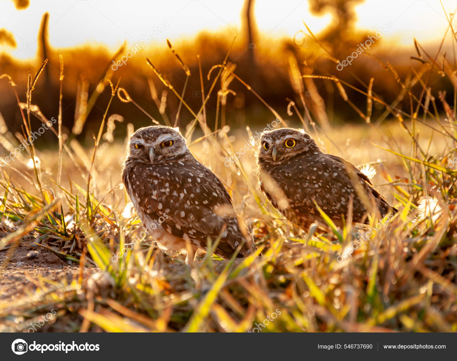 Pareja Lechuzas Excavadoras Atardecer Contraluz: fotografía de stock © henrique_ferrera #546737690 | Depositphotos Pareja Lechuzas Excavadoras Atardecer Contraluz: fotografía de stock © henrique_ferrera #546737690 | Depositphotos