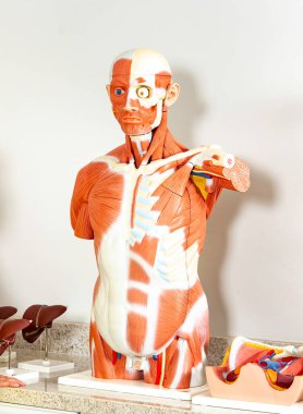 İnsan vücudu, anatomik manken, kas sistemi.