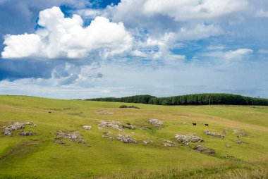 Arka planda okaliptüs ile otlayan sığırlar olan yeşil alan.