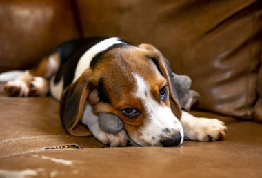 Tatlı köpek yavrusu kanepede peluş fareyle oynuyor.