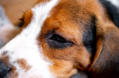 Sevimli köpek yavrusuna yakın çekim 