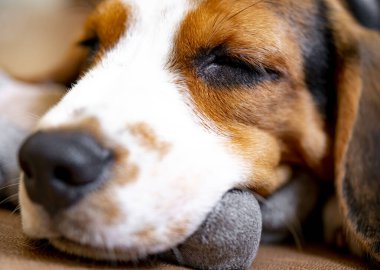 Şirin köpek yavrusu peluş fareyle uyuyor.