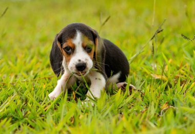 Köpek yavrusu oynuyor, yeşil otları yiyor.