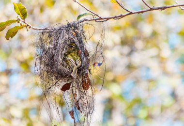 Rufous-belly Thrush sabia laranjeira 