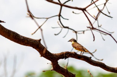 Büyük Kiskadee (Pitangus sulphuratus) bir ağaç dalına tünemiş bem-te-vi