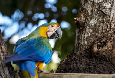 Rufous-belly Thrush sabia laranjeira 