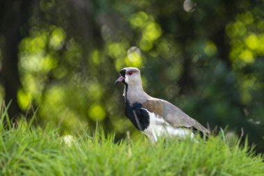 Güney kanadı (Vanells chilensis) yeşil çimlerin üzerinde