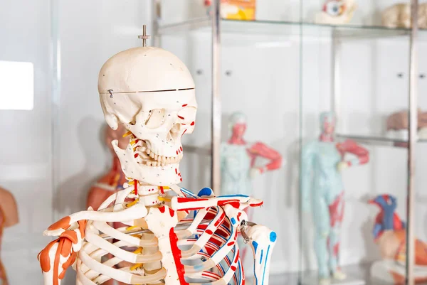 Menselijk Lichaam Anatomische Mannequin Skelet Systeem — Stockfoto
