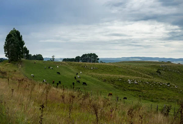 Grüne Wiese Mit Mehreren Rindern Auf Der Weide — Stockfoto
