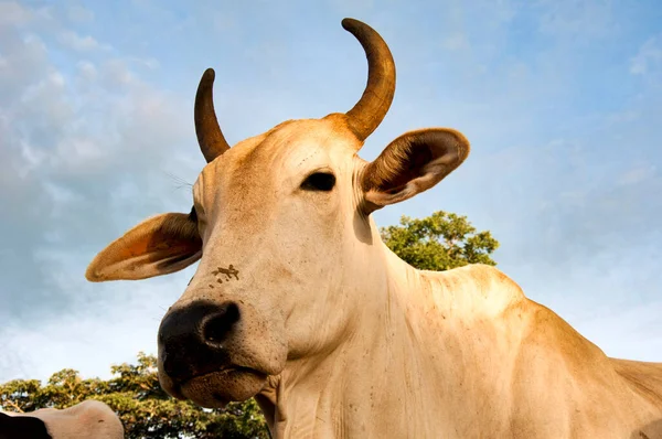 Vaca Nelore Aislada Fondo Del Cielo — Foto de Stock