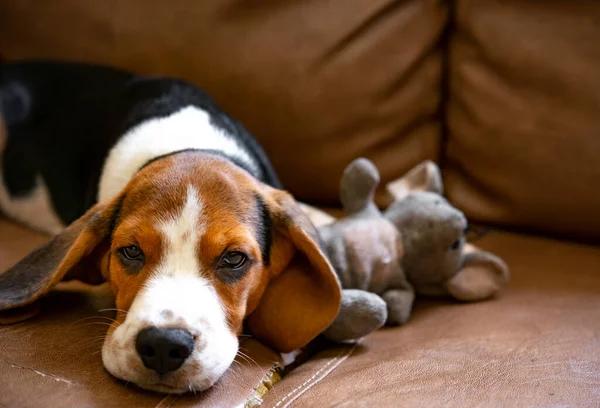 Schattig Beagle Puppy Liggend Met Pluche Muis Bank — Stockfoto