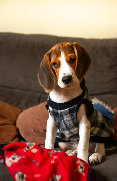 Kanepede Sevimli Bir Köpeği Var — Stok fotoğraf