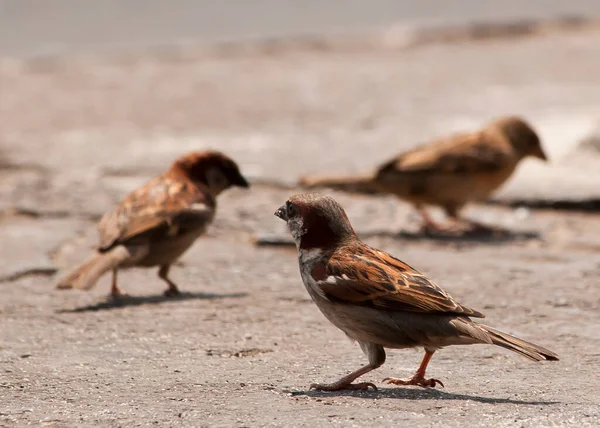 Three Eurasian Sparrow Passer Montanus Looking Food Floor — Stock Photo, Image