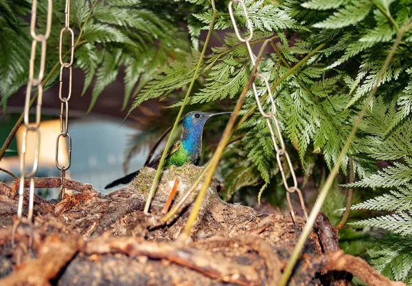 Szafir Niebieski Chlorestes Notata Beija Flor Garganta Azul Siedzi Gnieździe — Zdjęcie stockowe