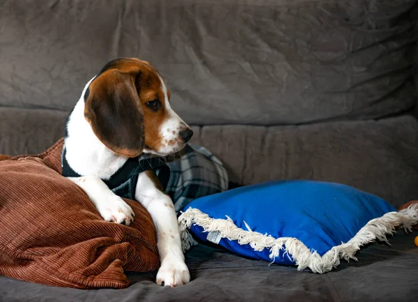 Cute Beagle Puppy Sofa Royalty Free Stock Photos